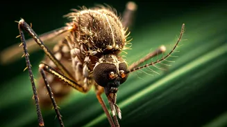 Dengue Awareness Should Follow Local Alerts Fast