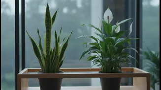 Indoor Plants That Stay Happy During The Rains