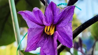 Tamil Nadu's Rare Purple Flower Has Strong Legal Protection