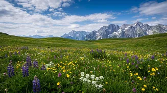 Why You Will Love The Alpine Flower Meadows When Hiking In Austria