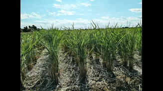 Government Bans Sugar Diversion for Ethanol Production Amid El Niño Concerns