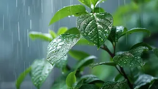 Why Managing Fluid Levels Matters More In Post Monsoon Humidity Than Dry Summers