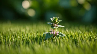 Conquering Creeping Charlie: A Gardener's Guide to Eliminating Invasive Ground Ivy