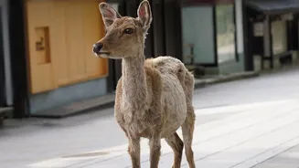 Seasonal Wildlife Shifts: Summary Of Seasonal Behaviours Making Urban Wildlife Visible