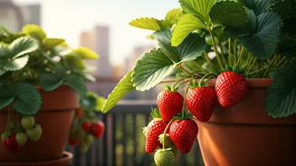 Balcony Strawberry Secrets: Cultivating Sweet Success in Small Spaces!