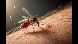 Dengue Cases Are Rising Across India Even Before Monsoon Arrives