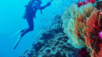 Why water sports enthusiasts choose Andaman in autumn for scuba diving and sea walking