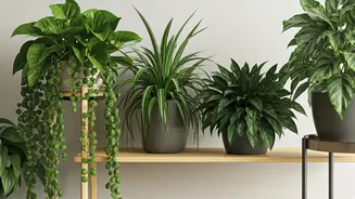 Top Ten Pet Safe Plants For Lush Apartment Interiors