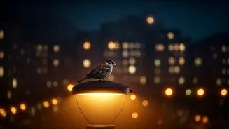 Midnight Melodies: Decoding Why City Birds Chirp in the Dark