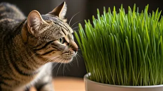 Cat Digestion Improved Naturally Cultivating Fresh Wheatgrass Patches Indoors Easily