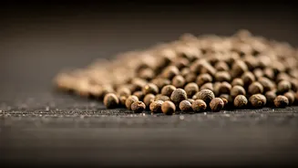 Aliv Seeds: The Natural Way to Beautiful, Healthy Hair