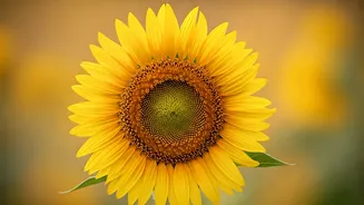 Leo Horoscope Today, April 21, 2026: Authenticity Over Appearance, Inner Peace Prevails