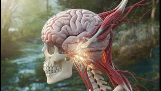 Regular Movement Supports More Than Muscles Across The Lifespan