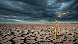 Food Prices Could Feel The Impact Of A Weak Monsoon