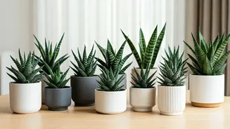 10 Snake Plants: Your Guide to Easy Home Gardening!