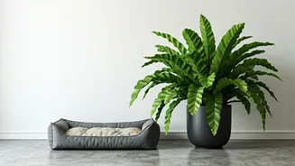 Bird's Nest Ferns Make Pet Homes Look Luxe
