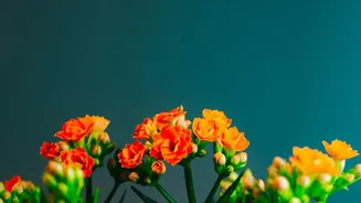 Small Blooms Can Give A Ponytail A Subtle Festive Finish: What The Evidence Supports