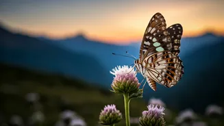 Himalayan Butterflies: A Kaleidoscope of Wings in the Roof of the World