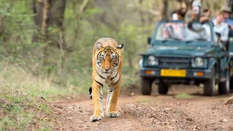 Planning to visit Indian safari parks? Skip these overrated ones