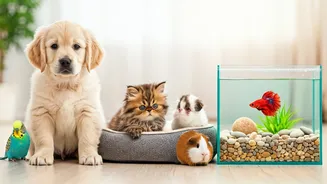 6 Amazing Pets for Kids: Teaching Love, Responsibility, and Care