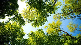 Mumbai News: Environmentalists Urge Overhaul Of Maharashtra’s Tree Act After Supreme Court Criticism On Poor Afforestation Efforts