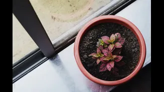 Indoor Plant Care During Monsoon: Essential Tips for India