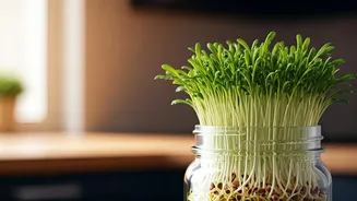 Effortless Homegrown Alfalfa Sprouts: Your Fresh Produce Guide