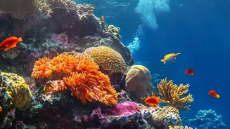Why Protecting Endangered Ocean Reefs Begins With Mapping Heat Tolerant Coral Species Worldwide