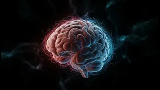 How cerebellar brain discovery links motor control centers to cognitive processing zones