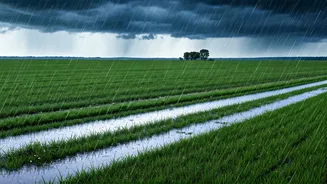 Central India Monsoon Tracker: Gujarat And MP Are Drenched Perfectly