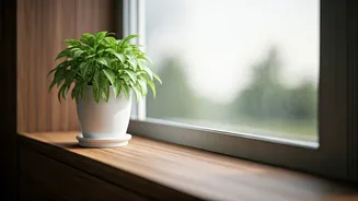 Say Goodbye To Damp Smells This Monsoon Naturally