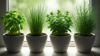 4 Aromatic Herbs Perfect For Indoor Low-Light Rainy Days