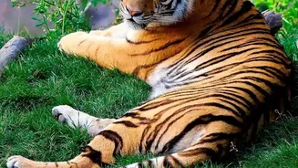 Conservation Partnerships Help Nepal Reach an Estimated 429 Tigers