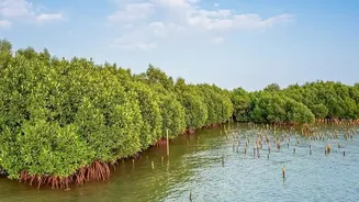 Sundarbans Mangrove Telemetry Networks Track Coastal Erosion And Tidal Flooding In Real-Time