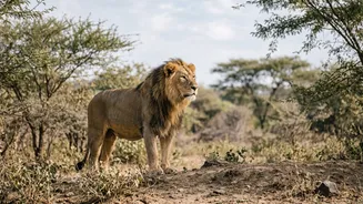 Six Radio-Collared Lions Offered Clues About Their Range: Barda Lions