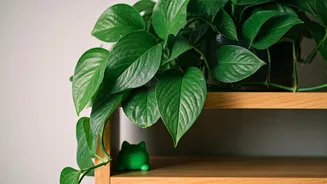 Pothos Warning: Keep These Toxic Plants Away From Cats