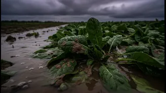 Why Heavy Rains Corrupt Fresh Produce Farms Making Raw Consumption A Health Hazard