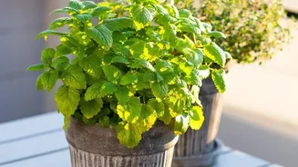 Why August's Heat-Humidity Balcony Test Strengthens The Case For Choosing Resilient Plants