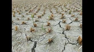 El Niño Threatens Indian Monsoon Stability in 2026-27