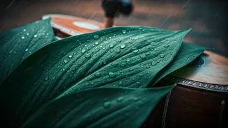 India's Rain Calendar Is Packed With Culture