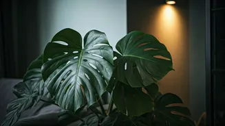 Low-Light Plant Care Needs Less Guesswork