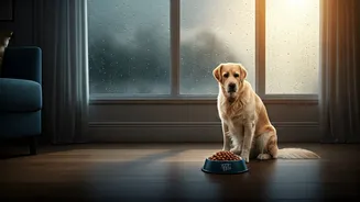 Rainy Days Make Pet Feeding More Strategic