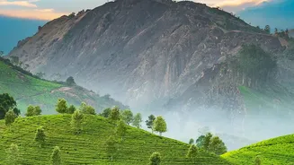 Exploring the serene tea gardens and mountain homestays of Andretta for a quiet Kangra Valley workation