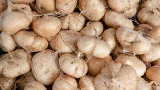 Jicama v/s water chestnut: Comparing their nutrition