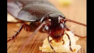 Rats, Cockroaches And Analogue Paneer: Mumbai FDA Acts Against Otters Club, Zepto, 4 Others