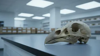 New CT Scans of Rare Dodo Skulls: Studying Dodo Biology Through Imaging Explained