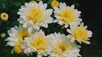Plant Flowering Chrysanthemums Bright Marigolds And Winter Spinach In October For Fresh Greenery