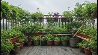 Monsoon Balcony Micro-Gardens Could Help Urban Renters and Home Gardeners Grow Useful Food in Limited Space, If They Also Manage Drainage, Sunlight...