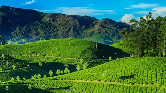 Coffee Estate Homestays Offer Budget Travellers A Refreshing Holiday Option