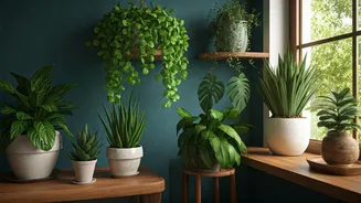 Plants Add Life To Small Indian Homes